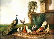 unknow artist Cocks and  Peafowl 060 France oil painting artist